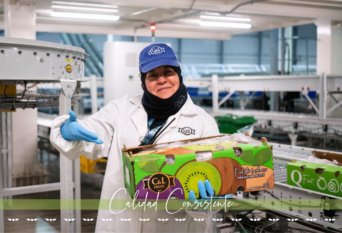 La temporada de kiwi en C&L Fruit avanza con un firme compromiso con la calidad y la inocuidad. Cada etapa del proceso, desde la recolección en el huerto hasta el empaque y envío, se realiza bajo altos estándares para asegurar fruta confiable, consistente y segura.

The kiwi season at C&L Fruit moves forward with a strong commitment to quality and food safety. Every stage of the process, from harvesting in the orchard to packing and shipping, is carried out under high standards to ensure fruit that is reliable, consistent, and safe.

#cylfruit #InocuidadAlimentaria #AgroExportacion #KiwiSeason