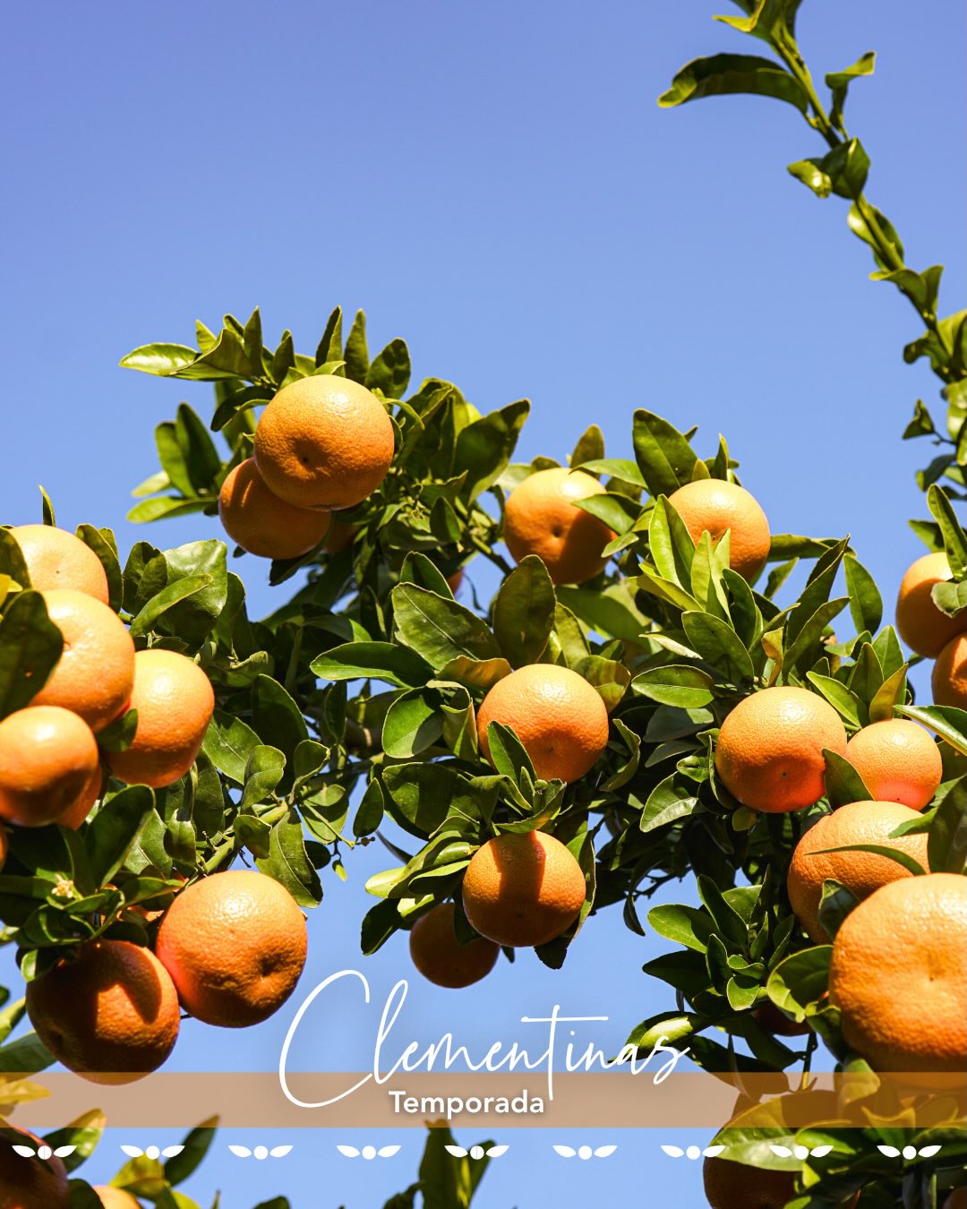 La temporada de cítricos avanza en C&L Fruit, y nuestras clementinas son parte de un proceso que refleja dedicación, cuidado y altos estándares en cada etapa.

Cada fruta es el resultado del compromiso de nuestro equipo con la calidad desde el origen, asegurando frescura, sabor y excelente condición en destino. 🍊

The citrus season is progressing at C&L Fruit, and our clementines are part of a process that reflects dedication, care, and high standards at every stage.

Each fruit is the result of our team’s commitment to quality from the very beginning, ensuring freshness, flavor, and excellent condition upon arrival. 🍊

#Clementines #CitrusSeason #FeelTheFreshness #cylfruit