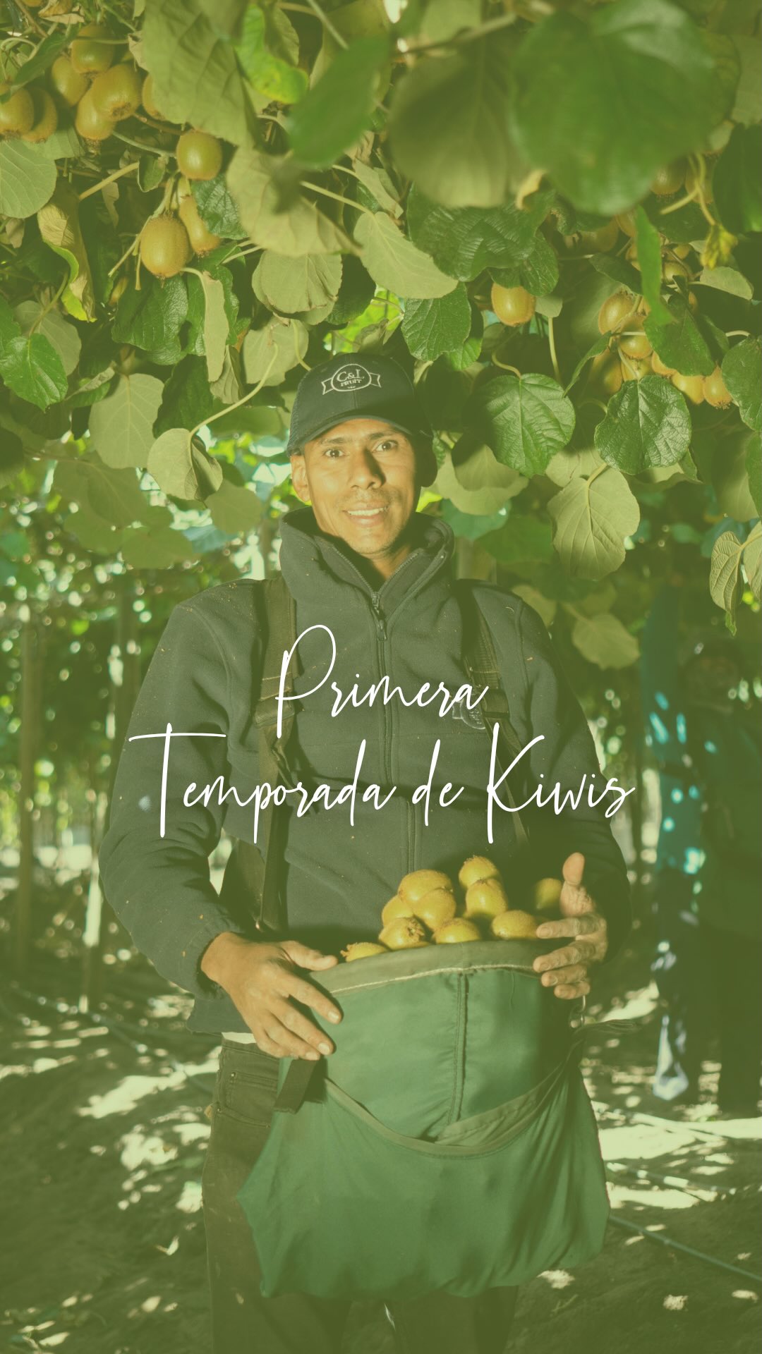 Este año, comenzamos nuestra primera temporada de kiwis. 🥝
Desde nuestros huertos, cada kiwi es cosechado con dedicación y cuidado. Luego, en nuestra planta, aplicamos estrictos estándares de inocuidad junto a tecnología de punta, asegurando un proceso preciso y confiable en cada etapa.
Así, garantizamos que solo fruta de la más alta calidad llegue a nuestros clientes y consumidores.
Un nuevo desafío, con el mismo compromiso de siempre: calidad de principio a fin.

This year, we launched our first kiwi season. 🥝
From our orchards, each kiwi is harvested with dedication and care. Then, at our facility, we apply strict food safety standards together with state-of-the-art technology, ensuring a precise and reliable process at every stage.
This is how we guarantee that only the highest-quality fruit reaches our customers and consumers.
A new challenge, with the same commitment as always: quality from start to finish.

#CYLFRUIT #feelthefreshness #kiwi #kiwiseason